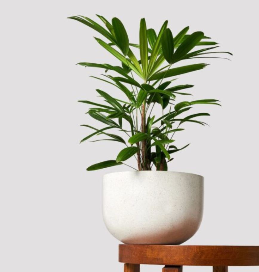 Đặc điểm và phân loại cây Trúc Mây